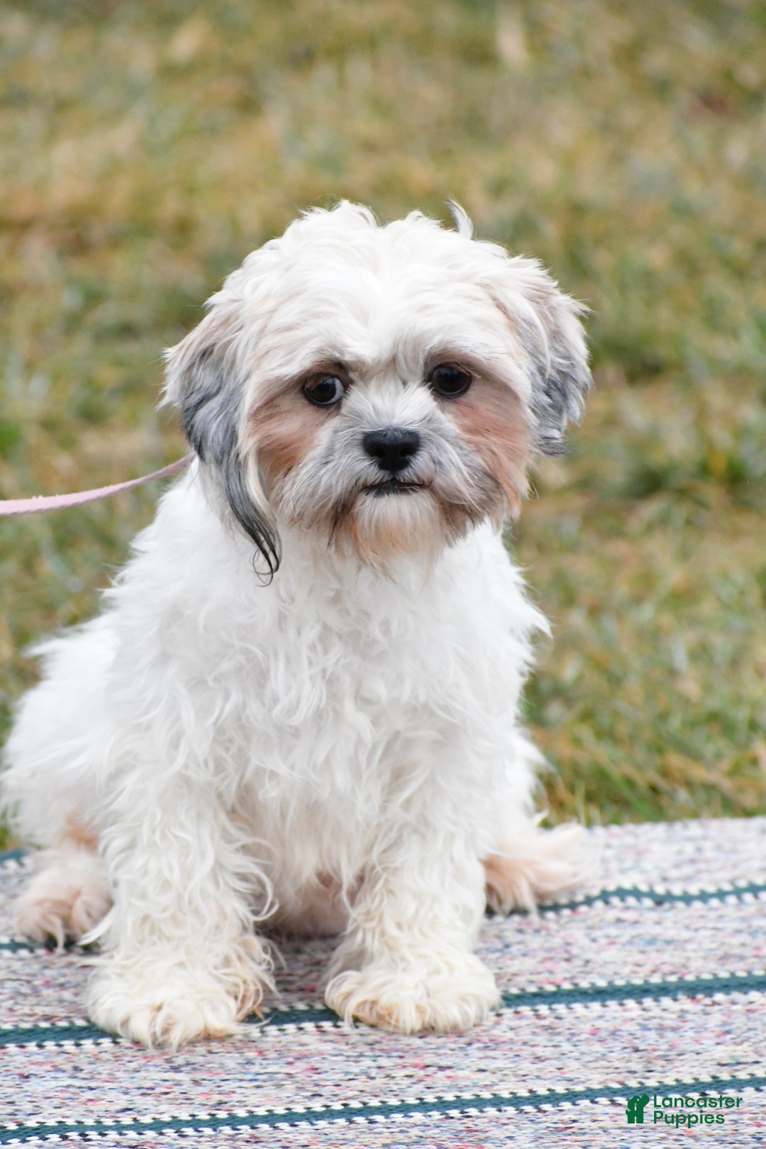 Shih Tzu dogs for sale: Lexi - Ad 7