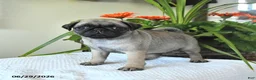 Pug dogs for sale: Tanya - Ad 3