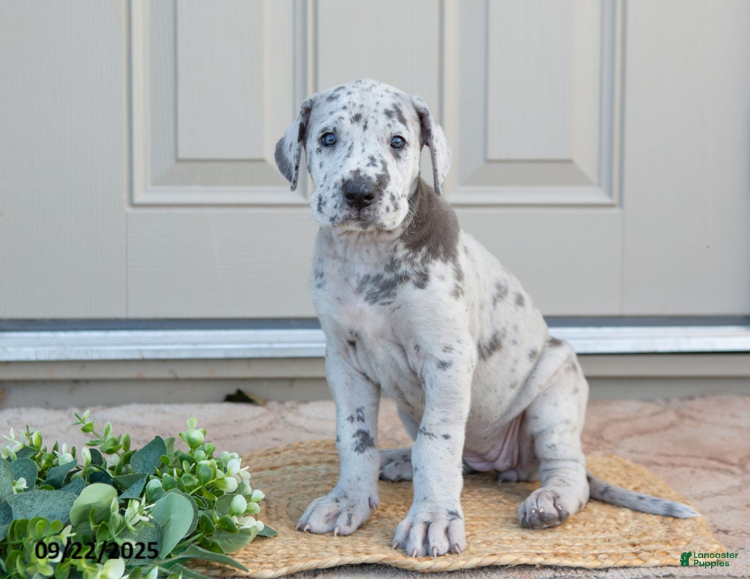 Blue Eyes Grey And White Great Dane Puppies Find Great Dane 21608