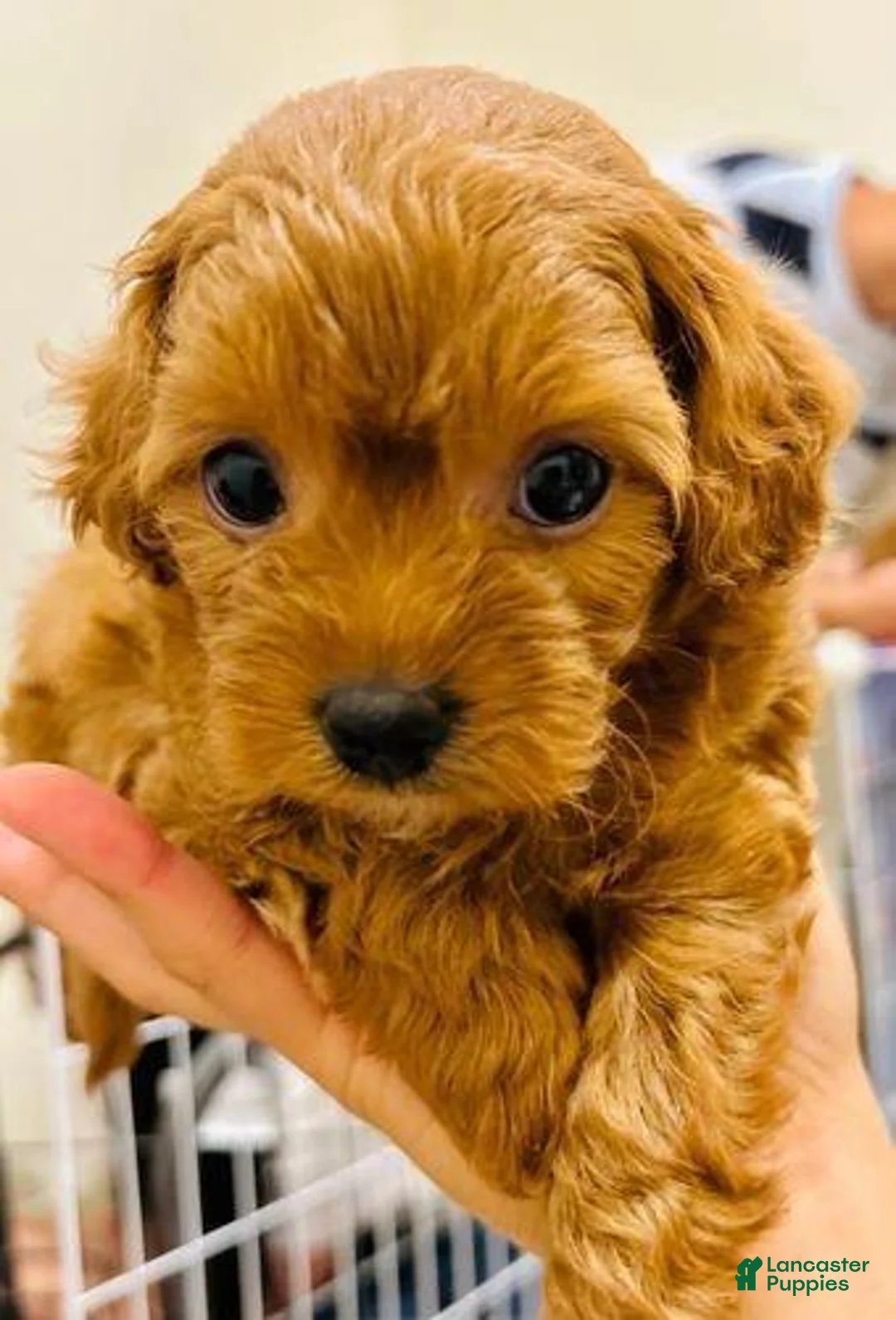 Cavapoo dogs for sale: Kate - Ad 8