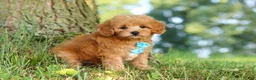 Maltipoo dogs for sale: Conner - Ad 7