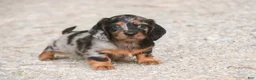 Miniature Dachshund dogs for sale: Avonlea Miniature Dachshund  - Ad 7