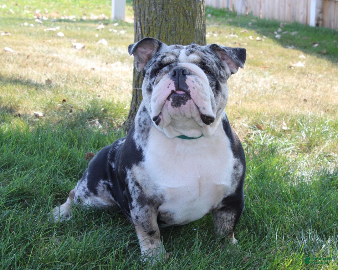 English Bulldog dogs for sale: Taya - Ad 11
