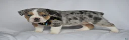 Beabull dogs for sale: Opal - Ad 8