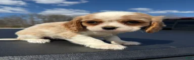 Cavalier King Charles Spaniel Puppy 1