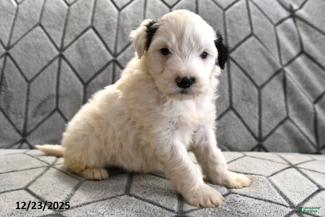Portuguese Water Dog dogs for sale: Dream  - Ad 13