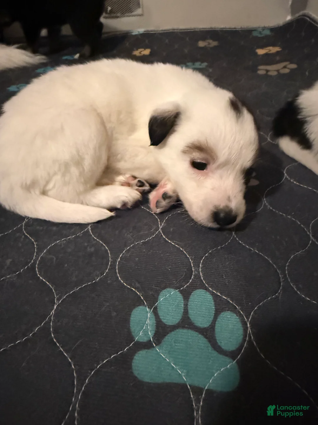 Mixed Breed dogs for sale: Mixed Breed Puppy 6 - Ad 2