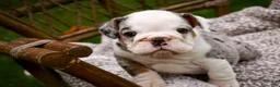 English Bulldog dogs for sale: Tina English Bulldog  - Ad 4