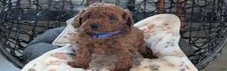 Toy Poodle dogs for sale: Wesley - Ad 2