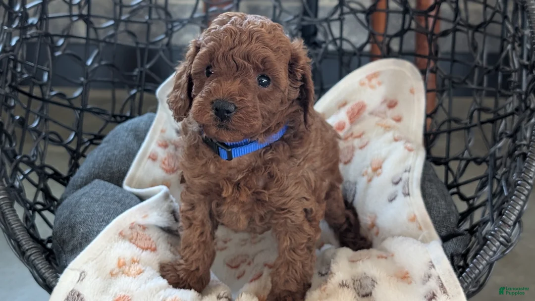 Toy Poodle dogs for sale: Wesley - Ad 2
