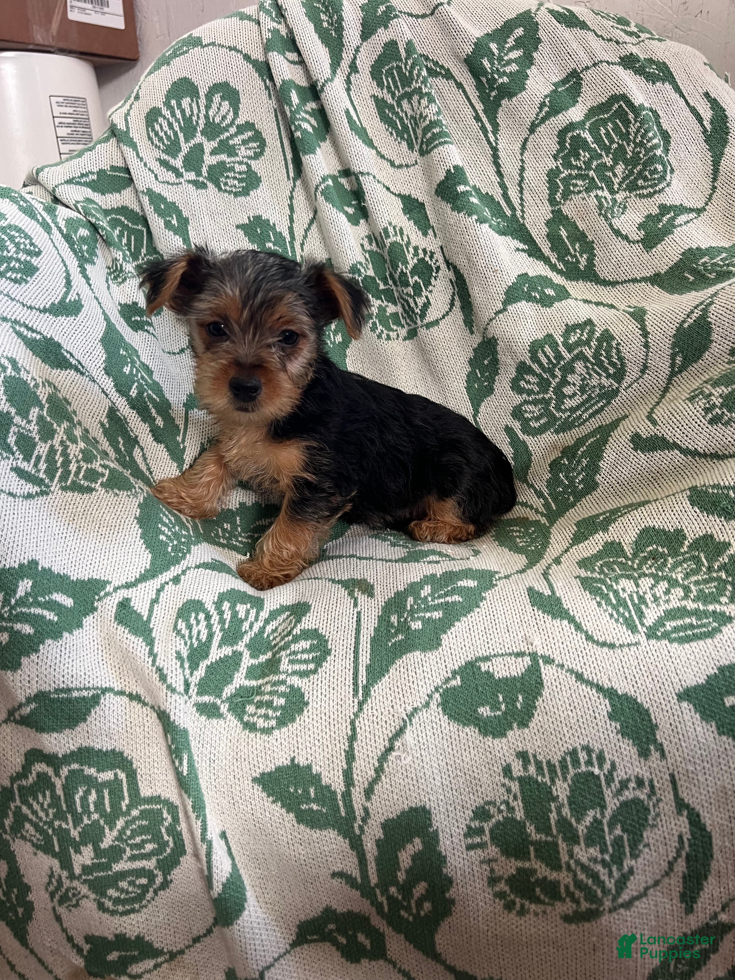 Yorkshire Terrier dogs Donny - Ad 2