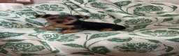 Yorkshire Terrier dogs for sale: Danny Boy - Ad 3