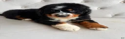 Bernedoodle dogs for sale: Banner - Ad 3