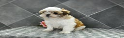 Shih Tzu dogs for sale: Daisy - Ad 3