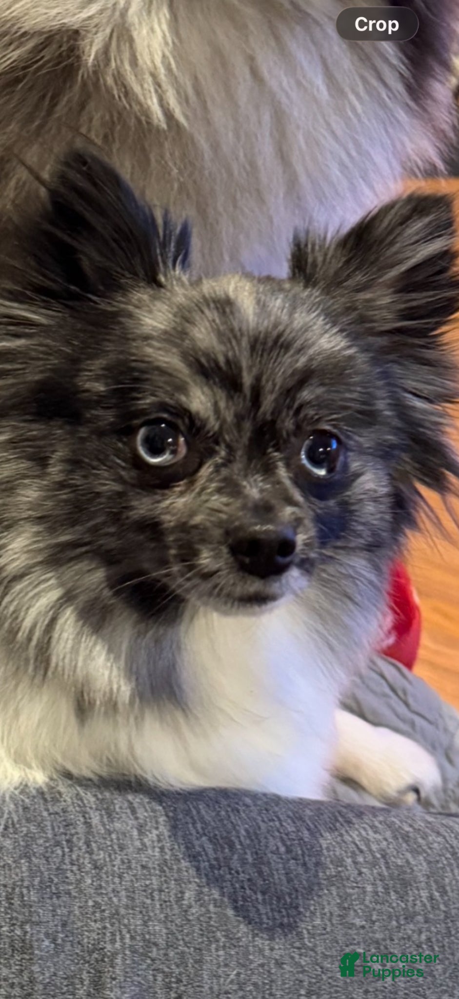 Pomeranian dogs Conway ( Twitty )  - Ad 2