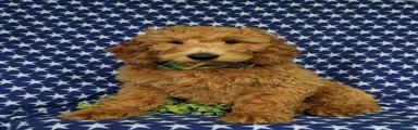 Troy Hypoallergenic