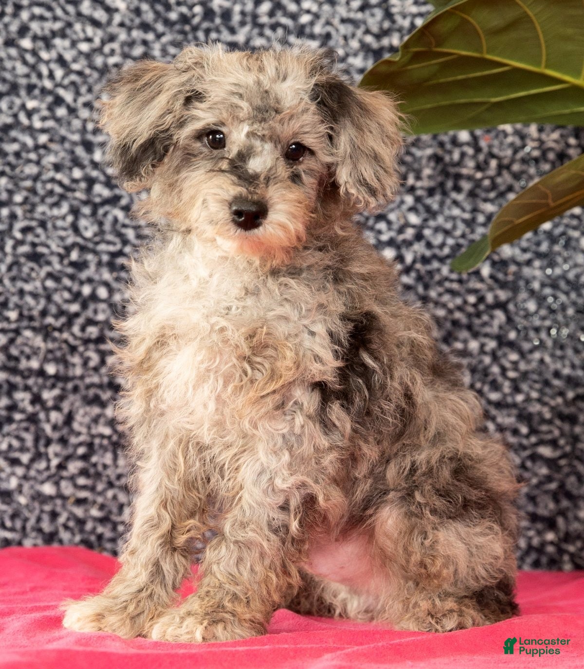 Miniature Poodle dogs Fulton - Ad 2