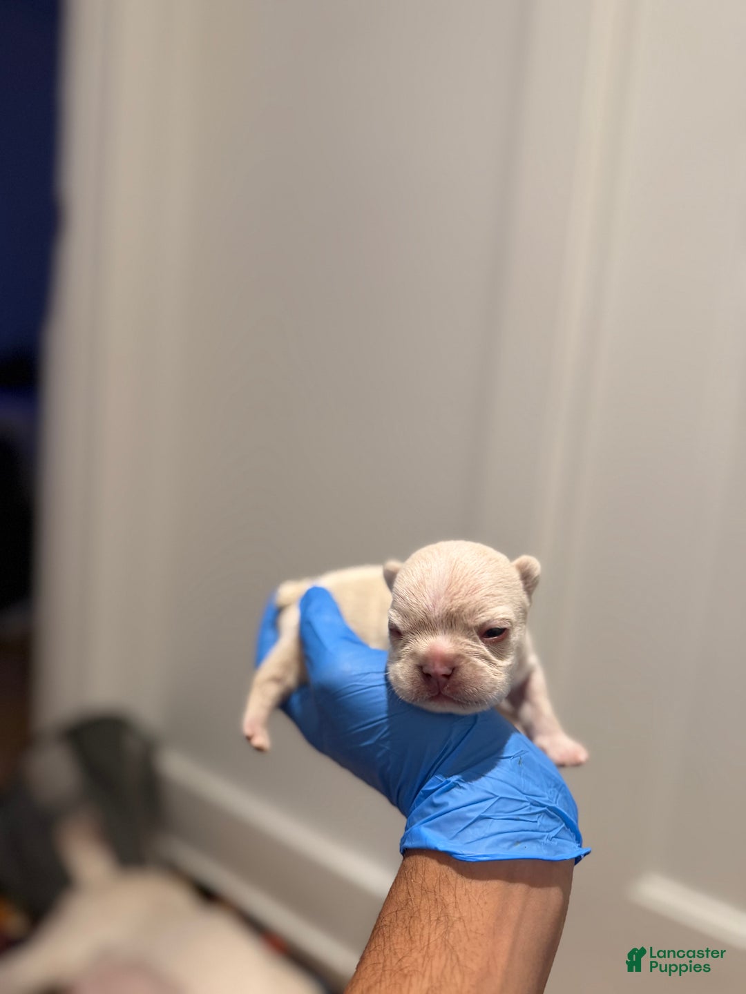 French Bulldog dogs for sale: Frost - Ad 1