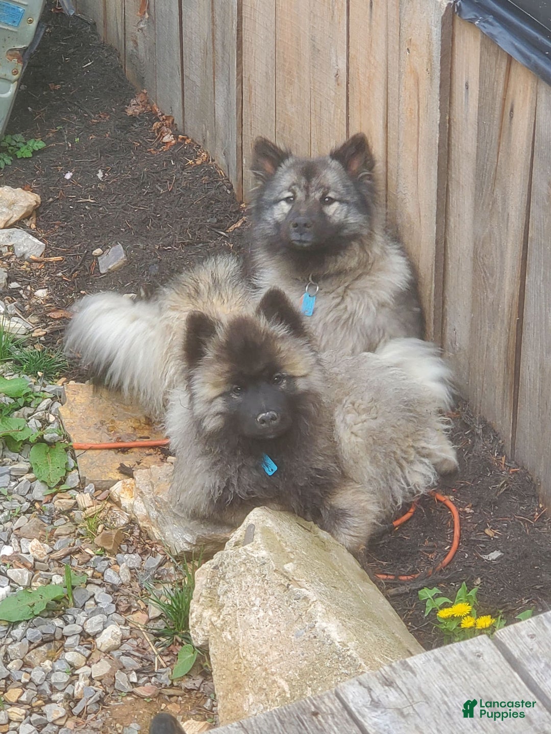 Gallery Image {{count}}