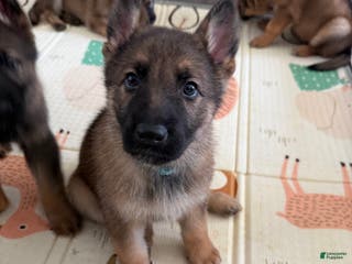 German Shepherd dogs Titus - Ad 17