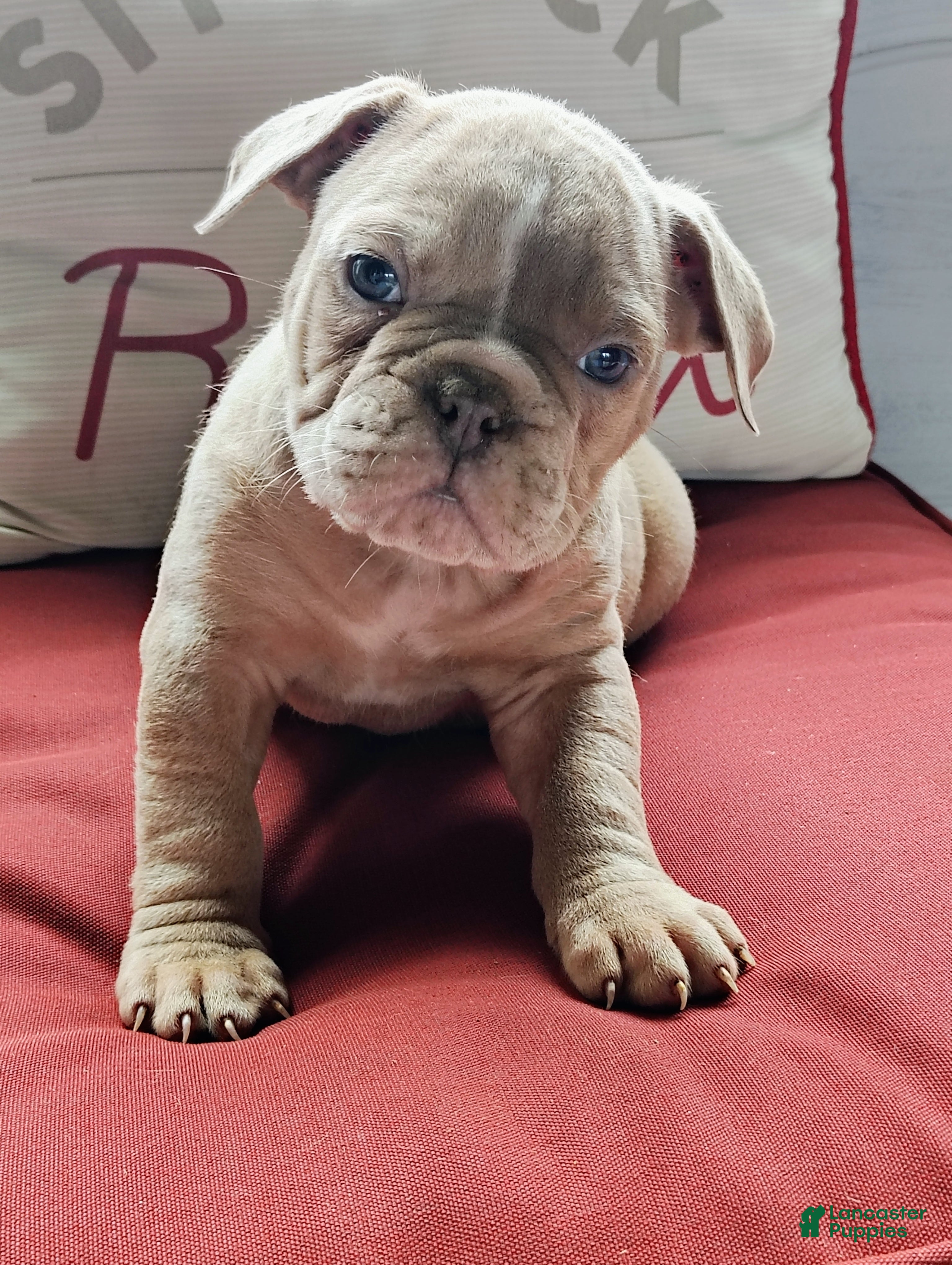 Olde English Bulldogge dogs Franklin  - Ad 24