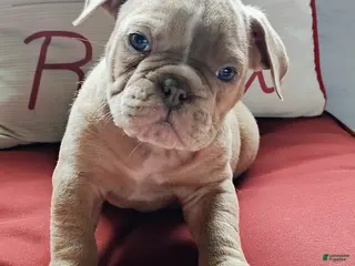 Olde English Bulldogge dogs Franklin - Ad 28