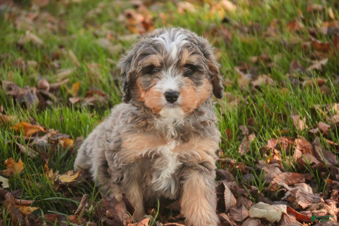 Mini Bernedoodle dogs Barley F1 Mini Bernedoodle  - Ad 2