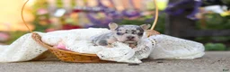 French Bulldog dogs for sale: Ember - Ad 7
