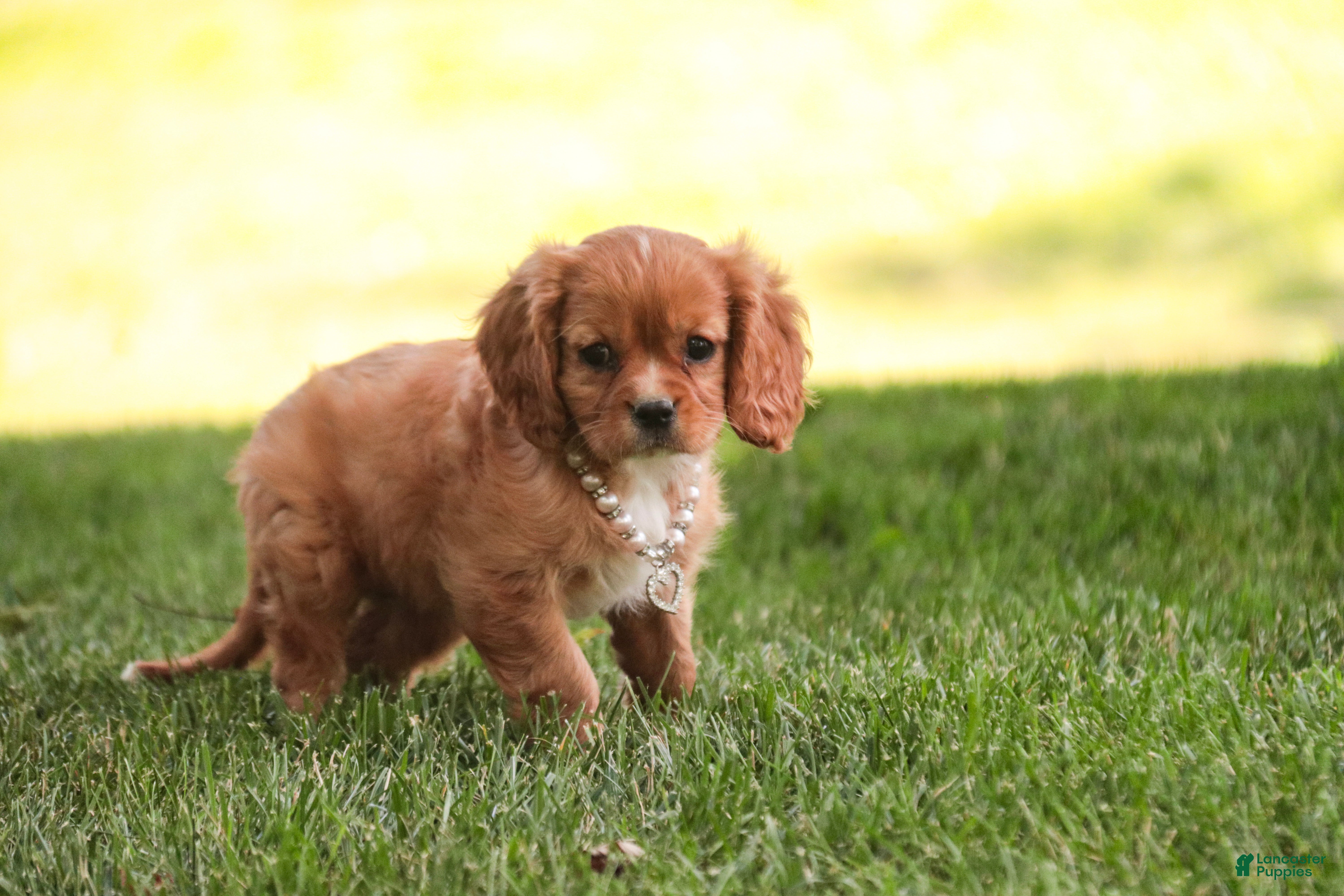Cavalier King Charles Spaniel dogs Lola Cavalier King Charles Spaniel  - Ad 2