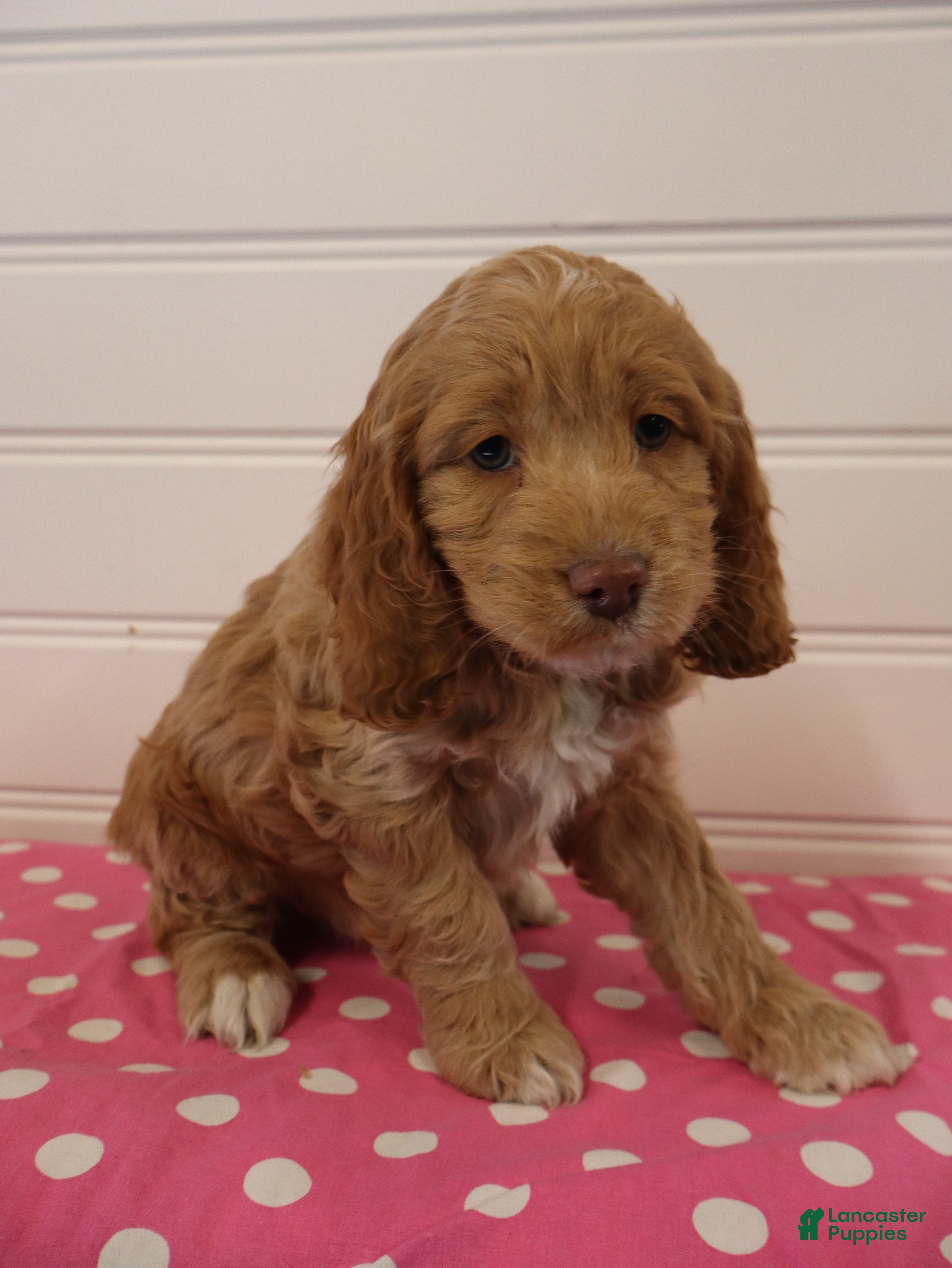 Cockapoo dogs Willow - Ad 6