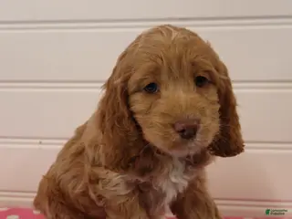 Cockapoo dogs Willow - Ad 6