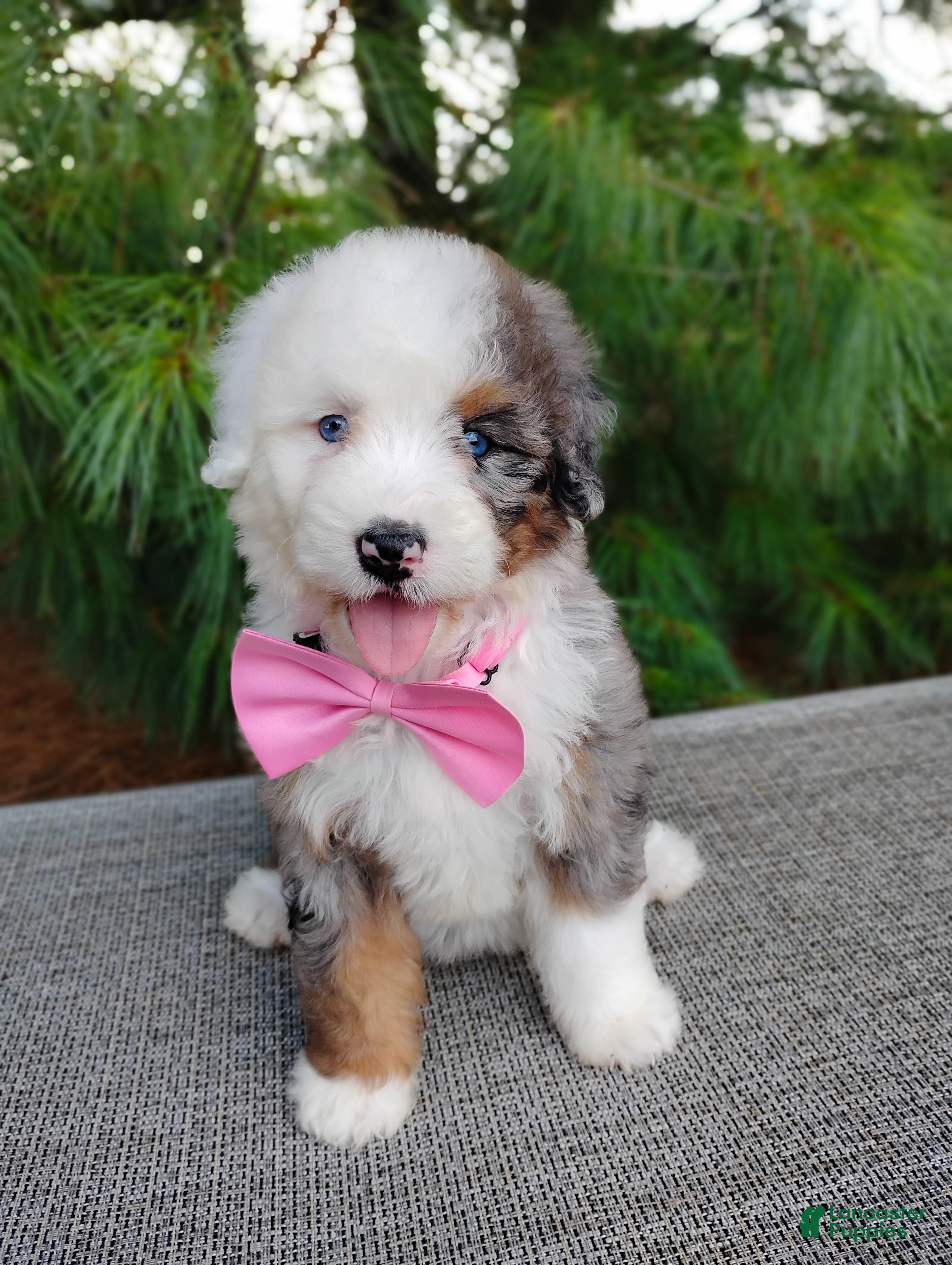 Bernedoodle dogs Biscoff  - Ad 1