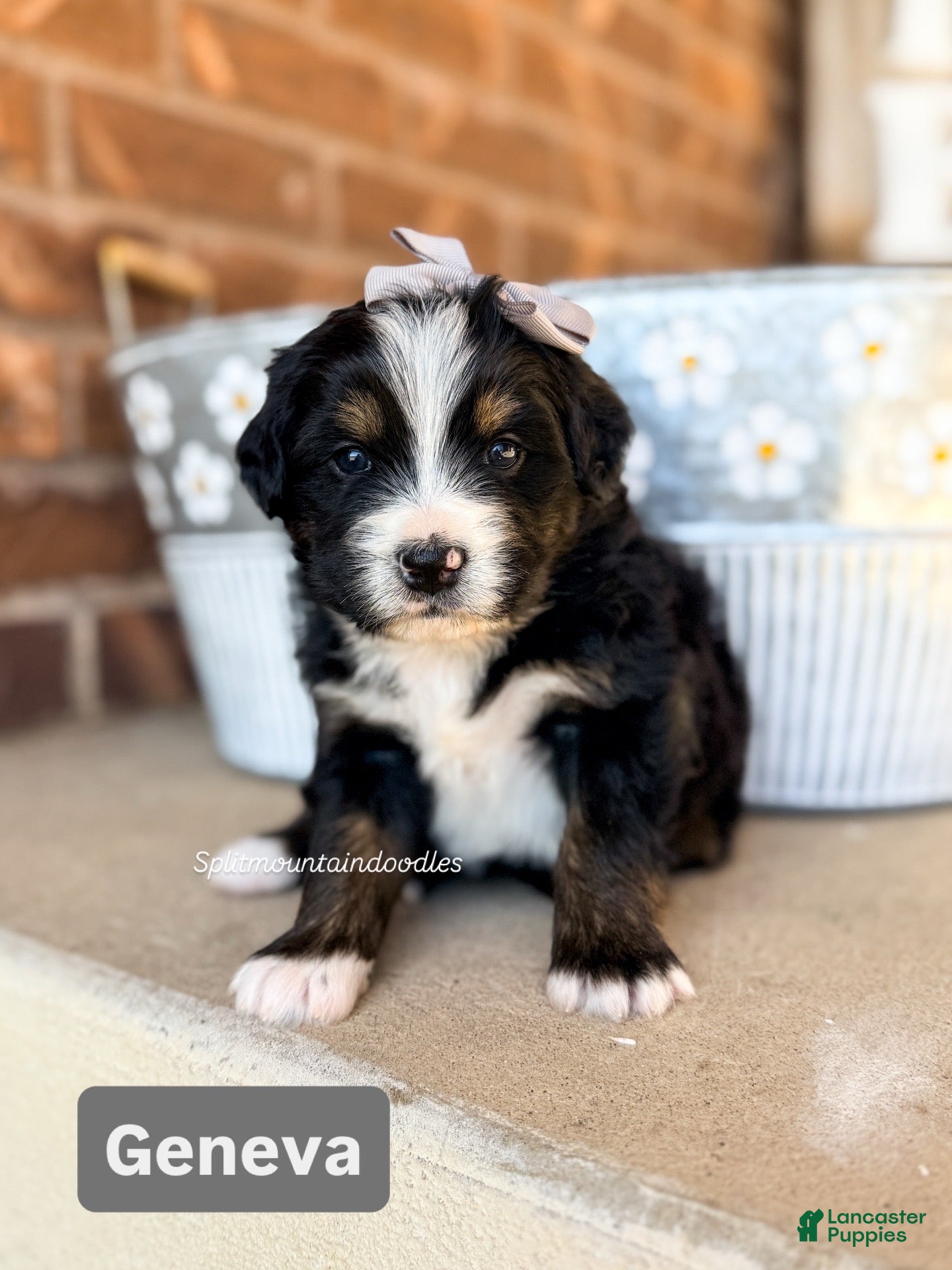 Bernedoodle dogs Geneva - Ad 7