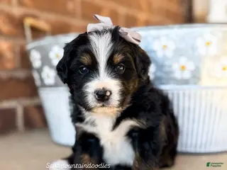 Bernedoodle dogs Geneva - Ad 7