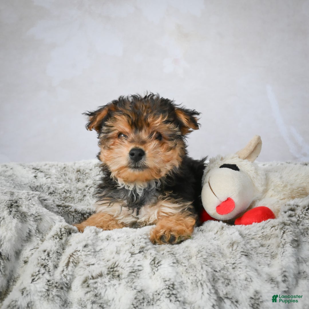 Yorkshire Terrier dogs for sale: Jeremy - Ad 2