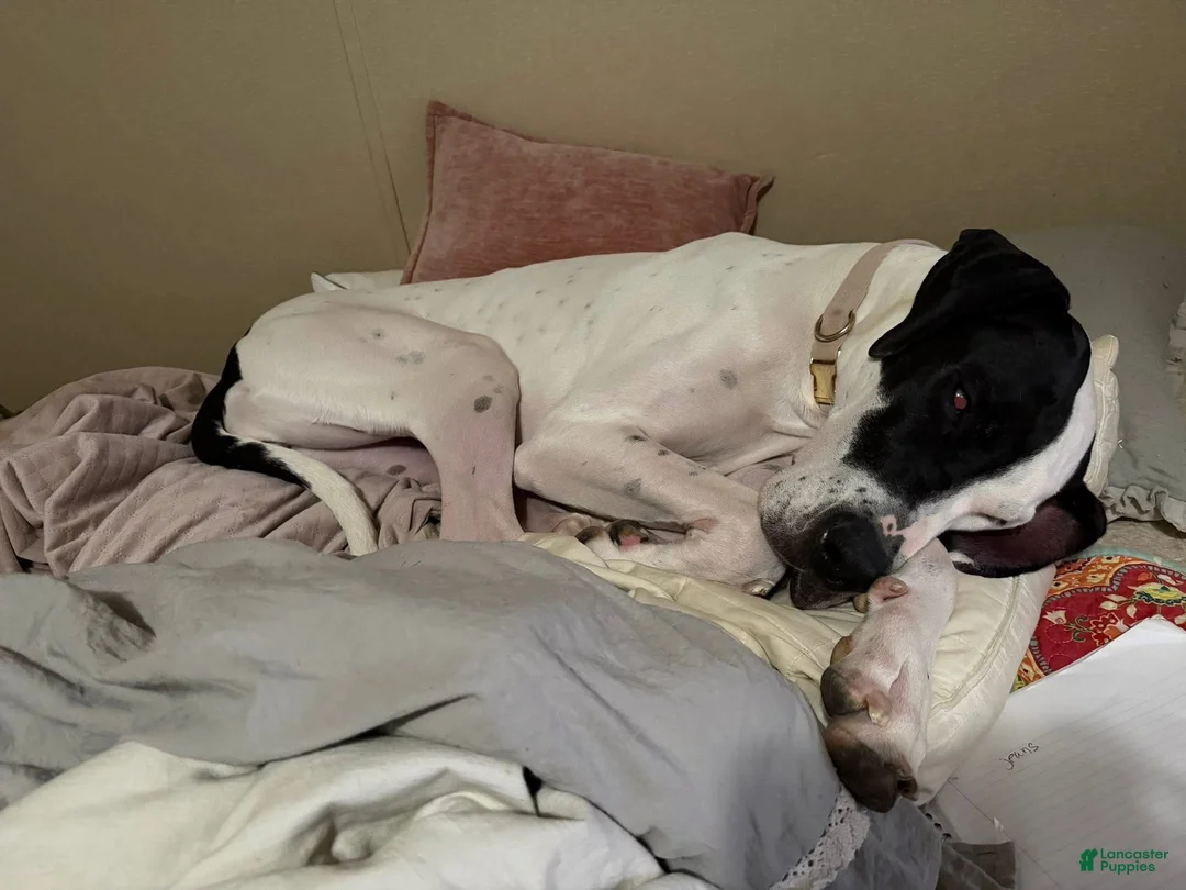 Great Dane dogs for sale: Great Dane 1 - Ad 3