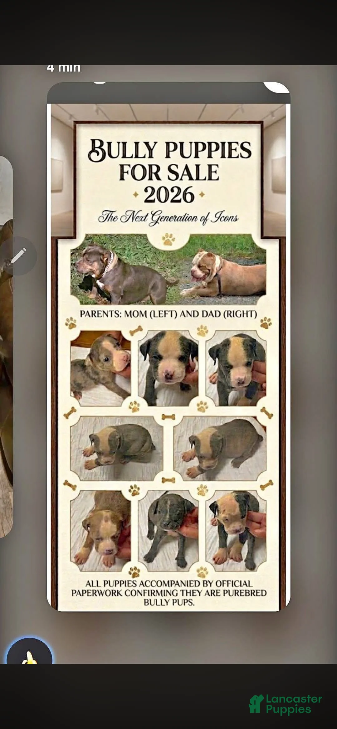 American Bully dogs for sale: American Bully 7 - Ad 1