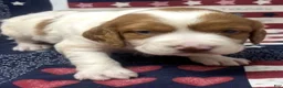 Brittany Spaniel dogs for sale: Hawkeye Holly Girl 2 - Ad 8
