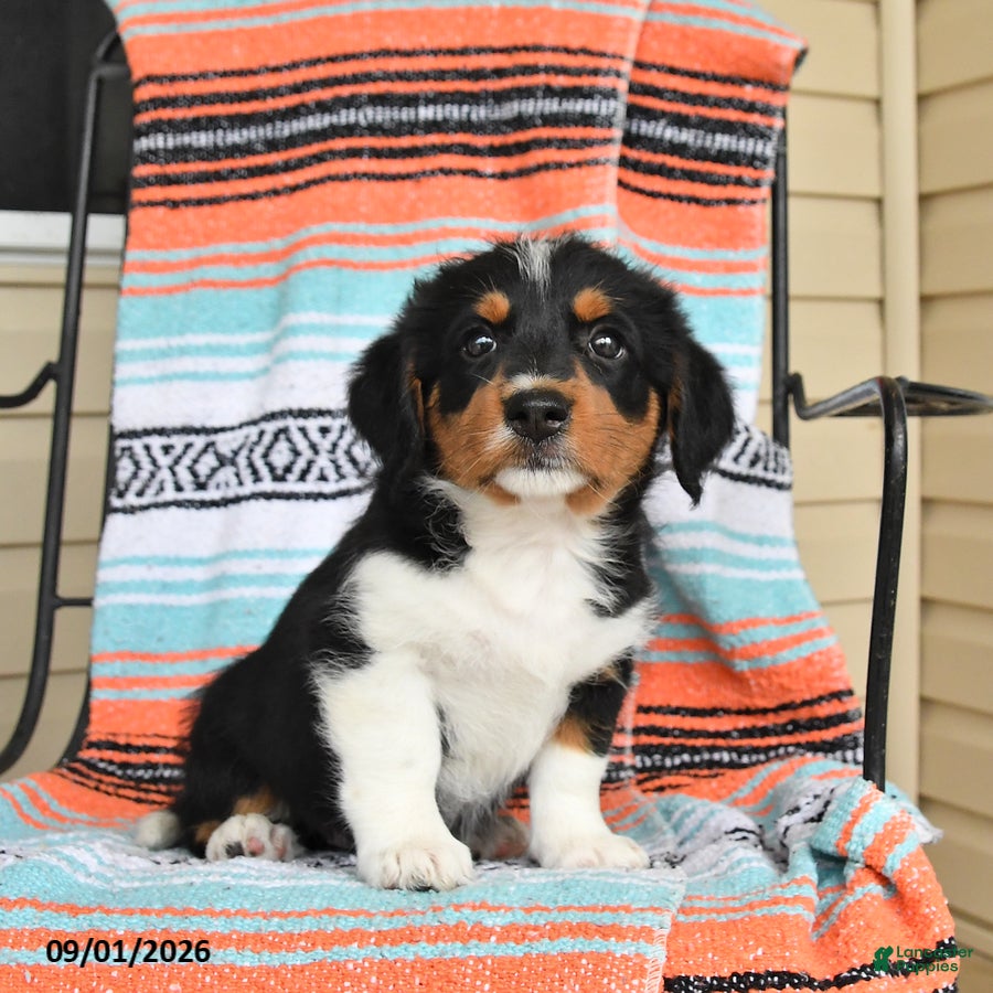 Mixed Breed dogs Trixie - Ad 2