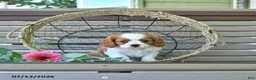 Cavalier King Charles Spaniel dogs for sale: Brentley - Ad 1