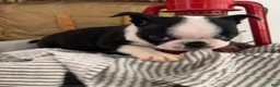 Boston Terrier dogs for sale: Sierra - Ad 4