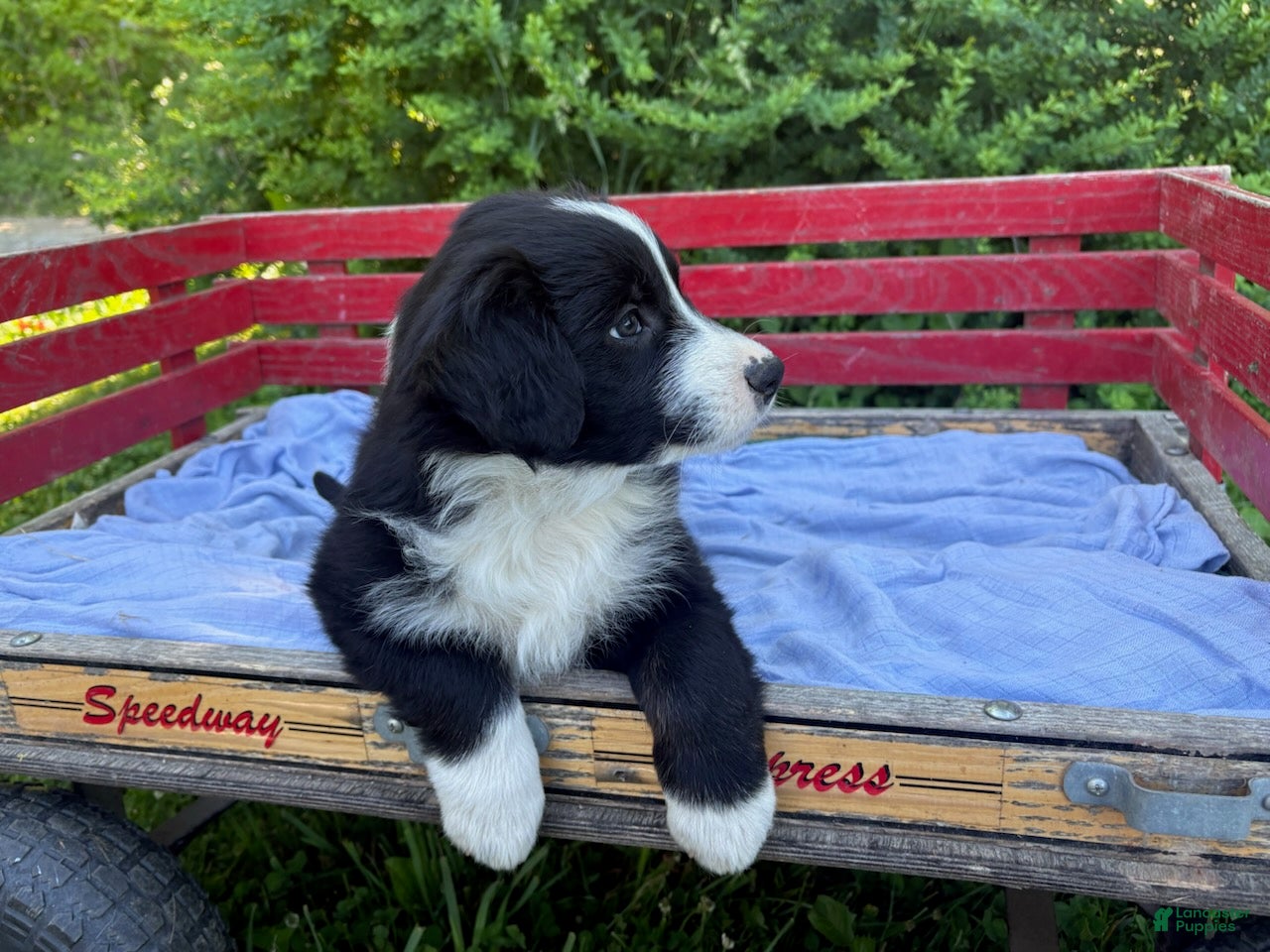 Australian Shepherd dogs Shiloh - Ad 2