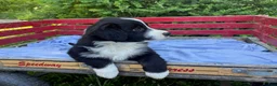 Australian Shepherd dogs for sale: Shiloh - Ad 2