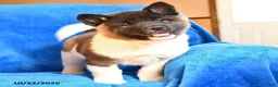 Akita dogs for sale: Roxanna - Ad 3