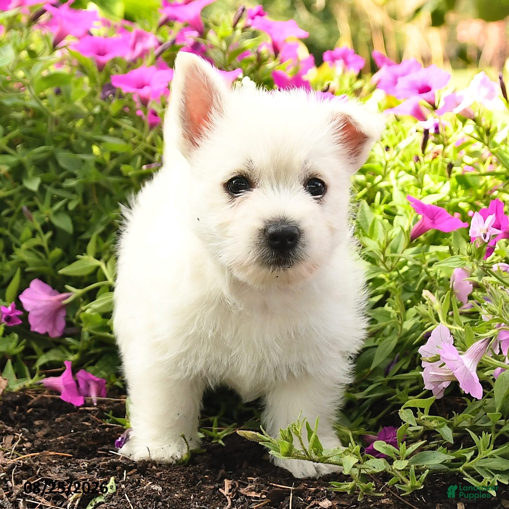 West Highland Terrier dogs Jewel - Ad 2