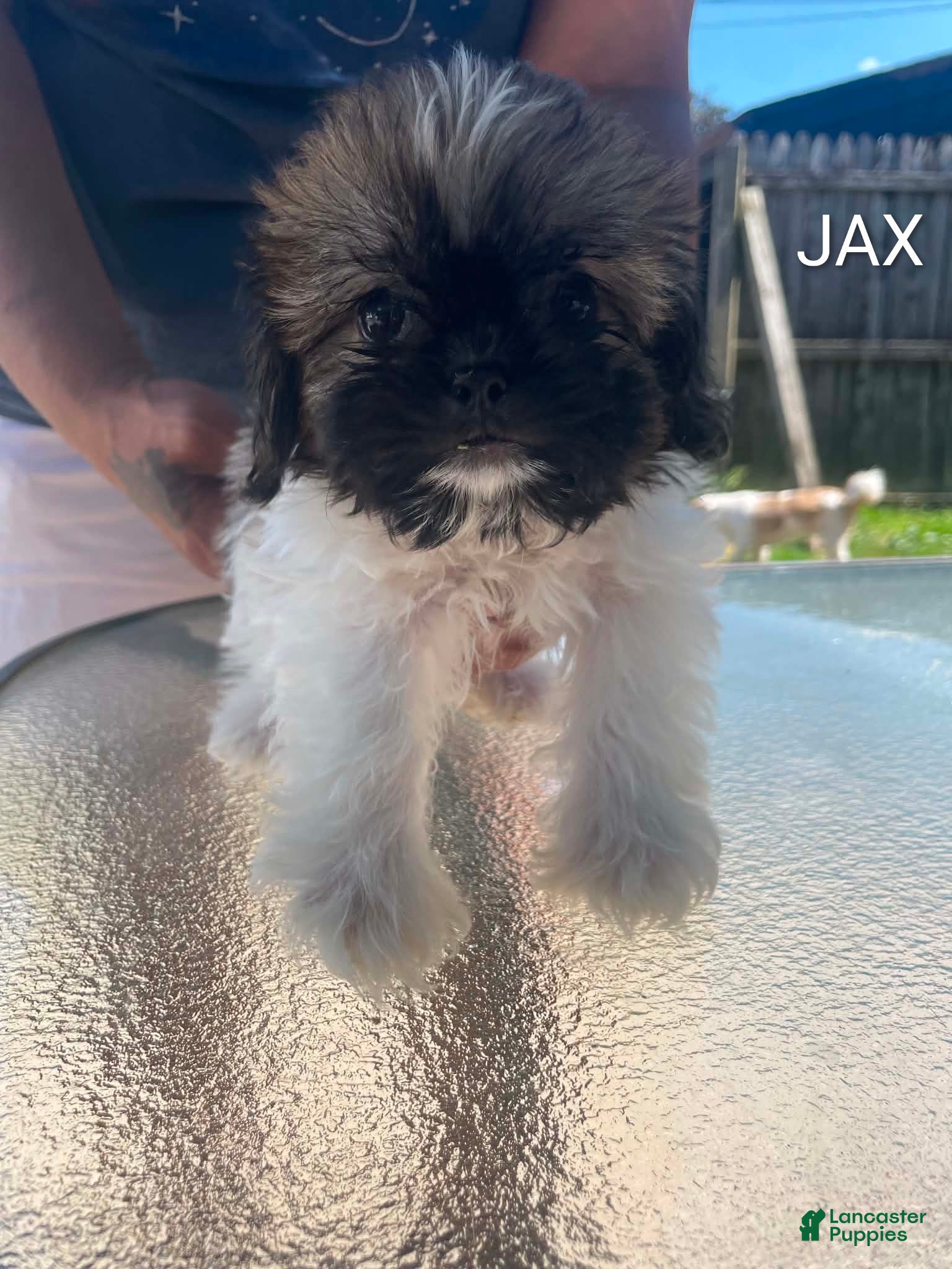 Shih Tzu dogs Shih Tzu 2 - Ad 1