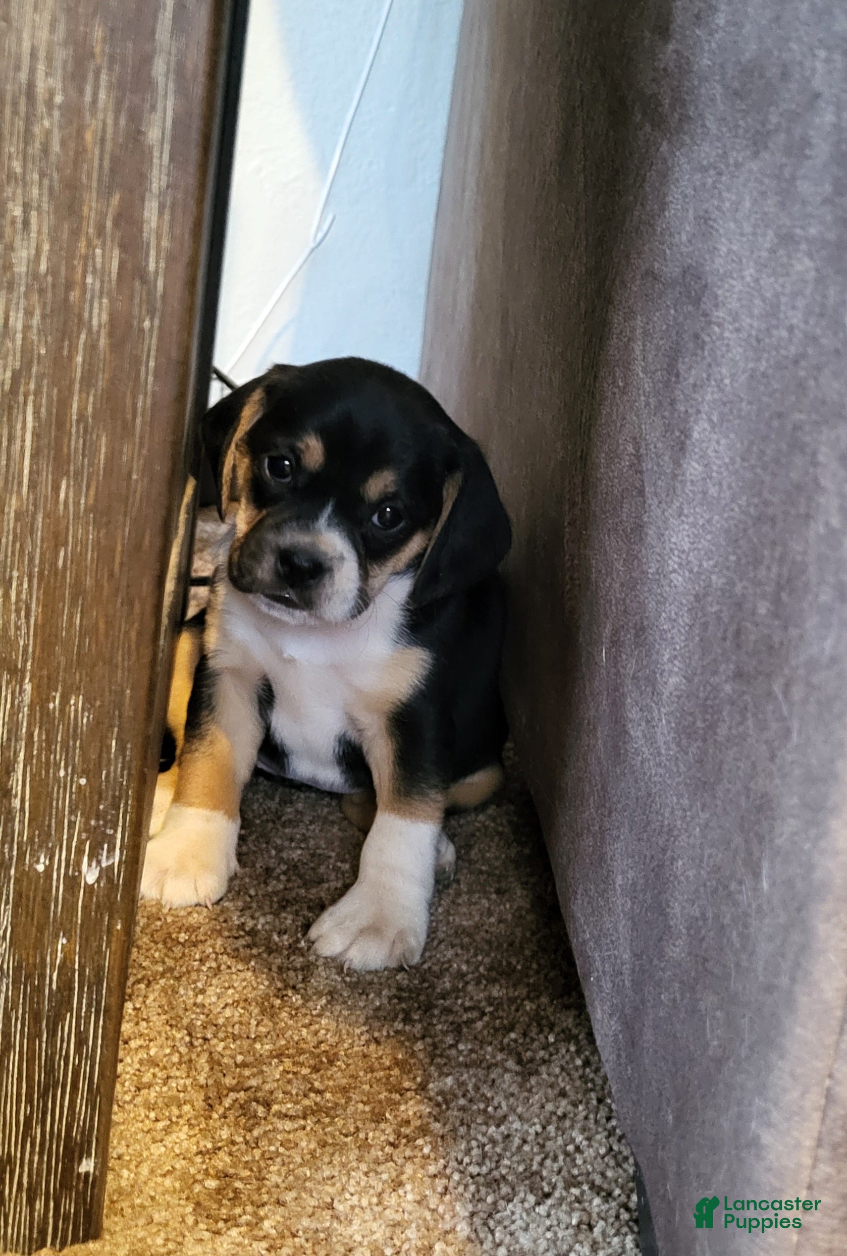 Puggle dogs Maddie - Ad 1