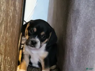 Puggle dogs Maddie - Ad 1