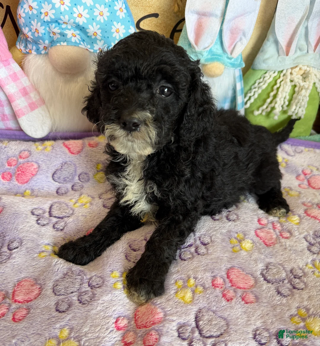 Labradoodle dogs for sale: Jet - Ad 1