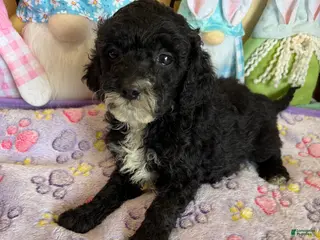 Labradoodle dogs Jet - Ad 21